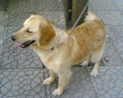 sindy Dişi Golden Retriever