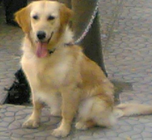 sindy Dişi Golden Retriever