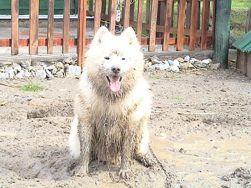 cef Erkek Samoyed