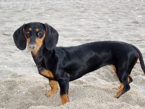 leyla Dişi Dachshund