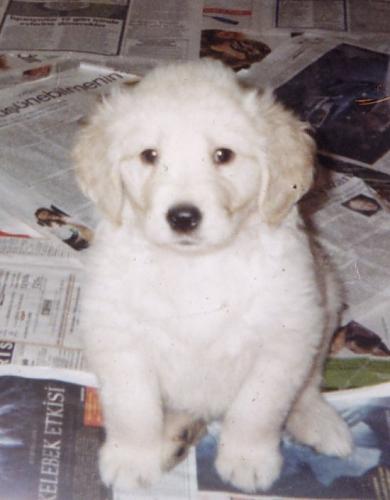 goldie Erkek Golden Retriever