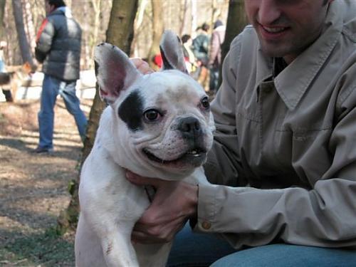 barthez Erkek Fransız Bulldog