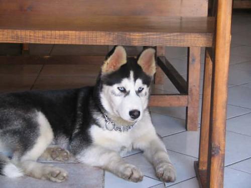 rex Erkek Sibirya Kurdu (Husky)