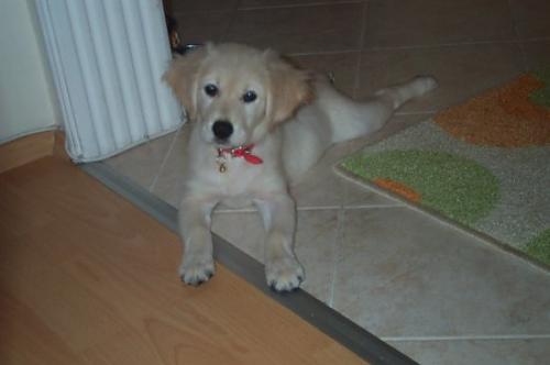 şanslı Dişi Golden Retriever