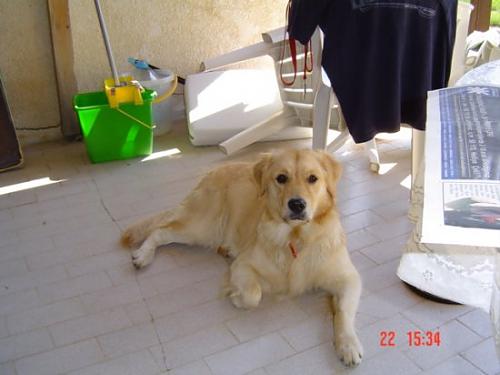 jolie Dişi Golden Retriever