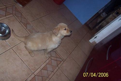 ufaklıklar Dişi Golden Retriever