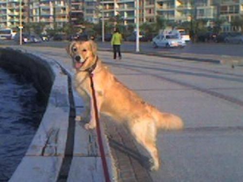 jolie Dişi Golden Retriever