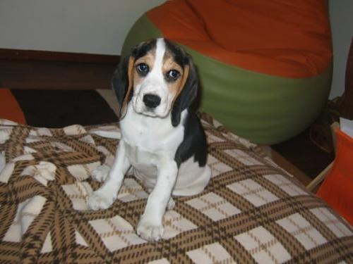 mondie Dişi Beagle