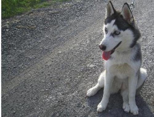 daisy Dişi Sibirya Kurdu (Husky)