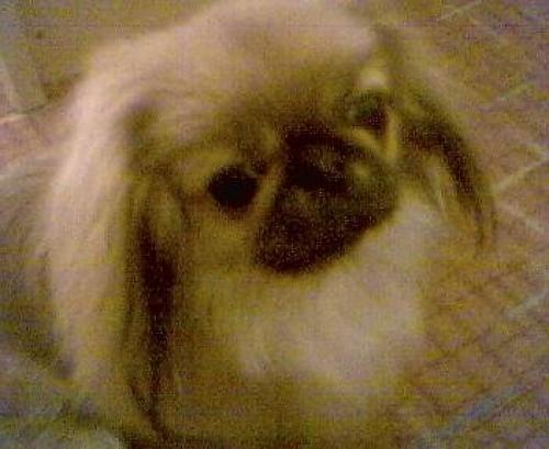 lili Dişi Pekingese