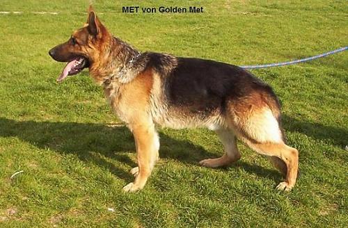 met von golden  Erkek Alman Çoban Köpeği