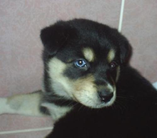 bros Dişi Alaskan Malamute