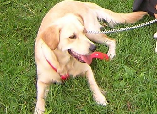 roxy Dişi Labrador Retriever