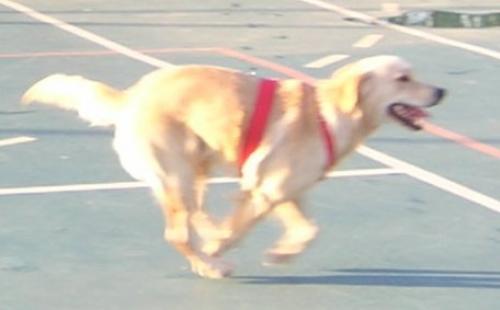 roxy Dişi Labrador Retriever