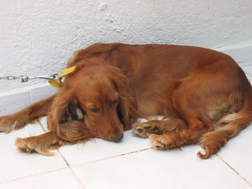 goffy Dişi Amerikan Cocker Spaniel