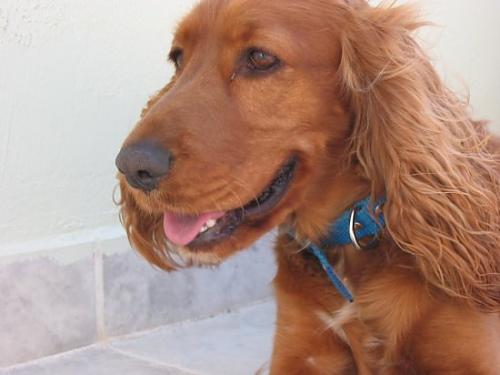 goffy Dişi Amerikan Cocker Spaniel