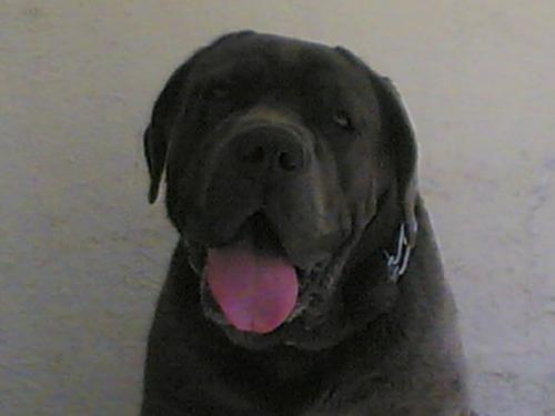 efe Erkek Napoliten Mastiff