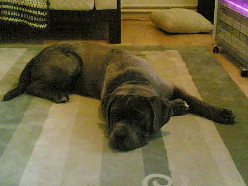 efe Erkek Napoliten Mastiff