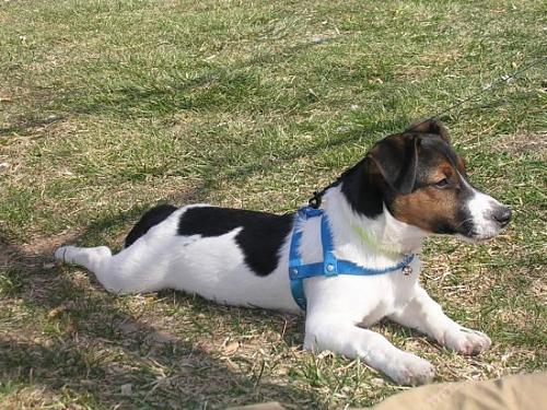 jack osman Erkek Jack Russell Terrier