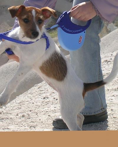 çırpı Dişi Jack Russell Terrier