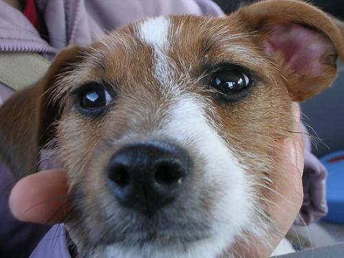 çırpı Dişi Jack Russell Terrier