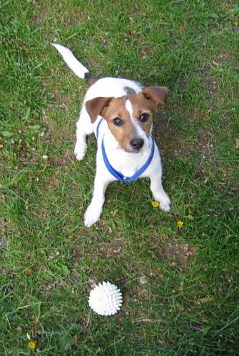 çırpı Dişi Jack Russell Terrier