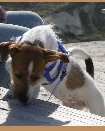 çırpı Dişi Jack Russell Terrier