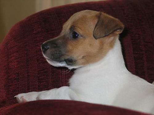 vida Erkek Jack Russell Terrier