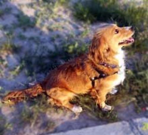 balım Dişi İngiliz Cocker Spaniel