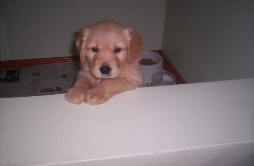 ufaklıklar Dişi Golden Retriever