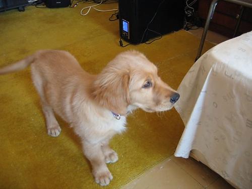 ufaklıklar Dişi Golden Retriever