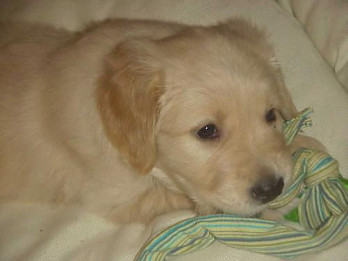 ufaklıklar Dişi Golden Retriever