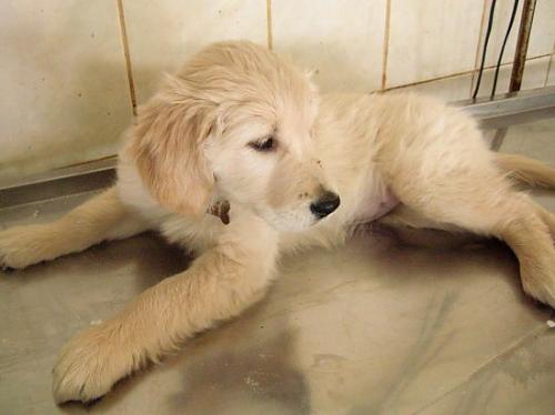 ufaklıklar Dişi Golden Retriever