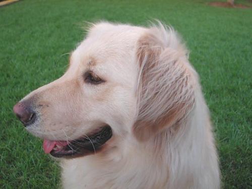 rex Erkek Golden Retriever