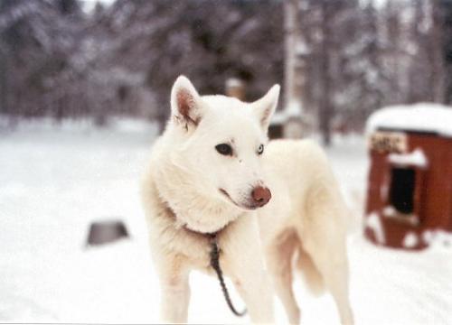 ice Dişi Sibirya Kurdu (Husky)