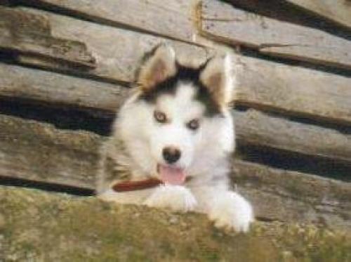 bety Dişi Sibirya Kurdu (Husky)