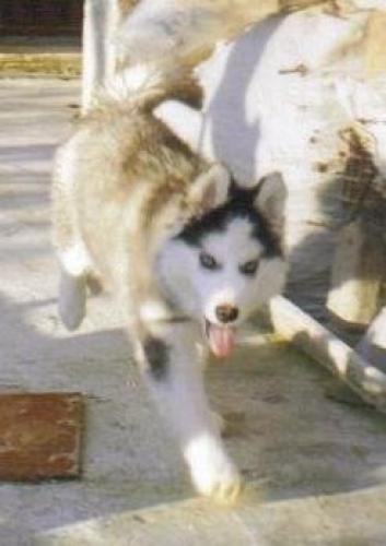 bety Dişi Sibirya Kurdu (Husky)