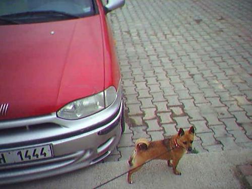 fıstık Dişi Minyatür Pinscher