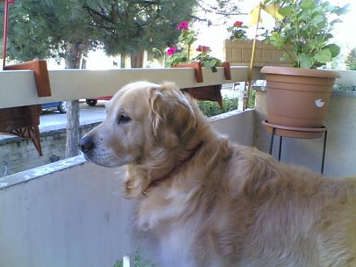 cimbom Dişi Golden Retriever