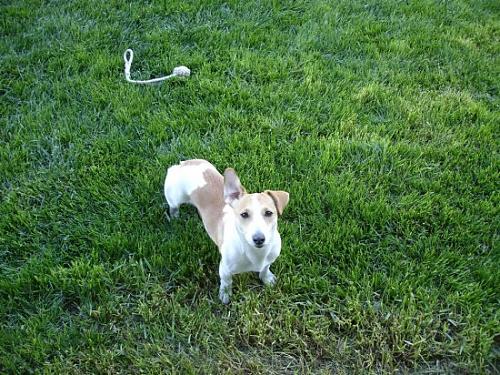 jackie Dişi Jack Russell Terrier