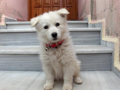 papy Dişi Samoyed