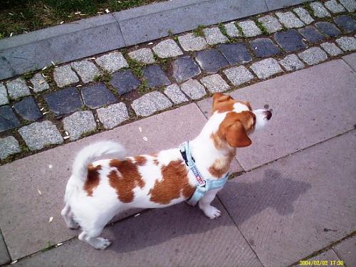 şila Dişi Jack Russell Terrier