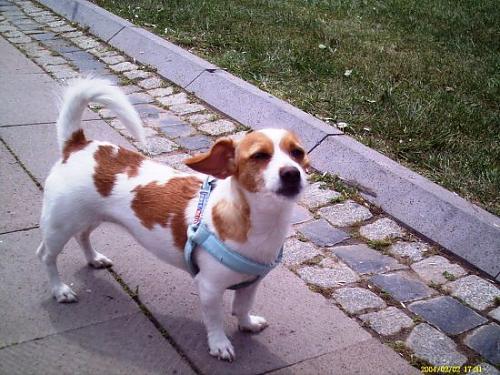 şila Dişi Jack Russell Terrier