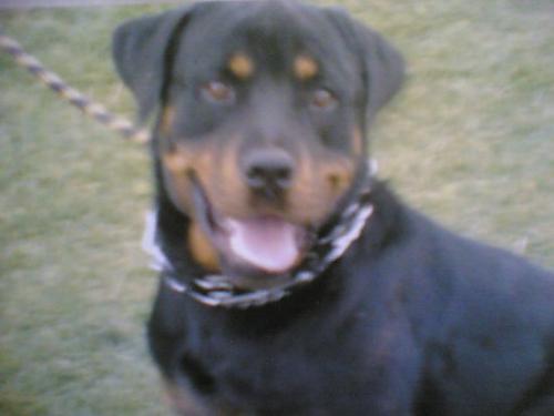 cesur Erkek Rottweiler