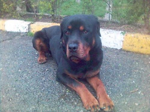 cesur Erkek Rottweiler