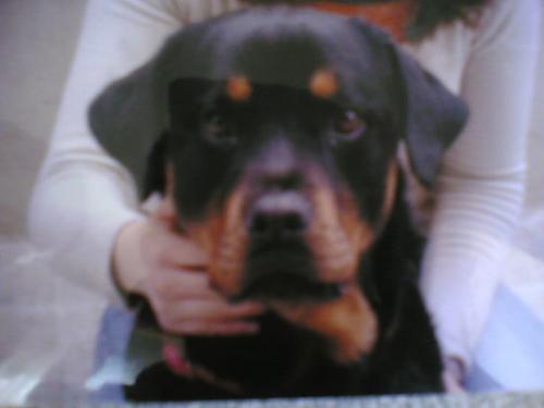 cesur Erkek Rottweiler