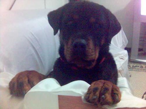 cesur Erkek Rottweiler