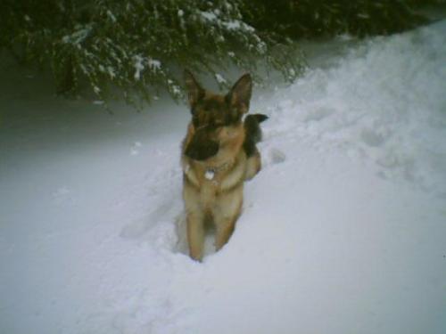 arwen Dişi Alman Çoban Köpeği