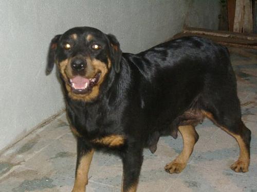 rot Dişi Rottweiler