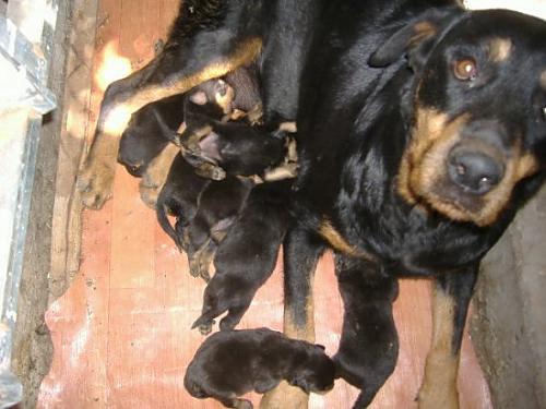 rot Dişi Rottweiler